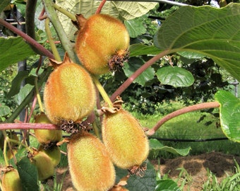 2 Kiwi Plants-Jenny, self-pollinating kiwi--all in 4 Inch Cups/ Actinidia deliciosa hybrid 2 pots of plants, one plant per pot