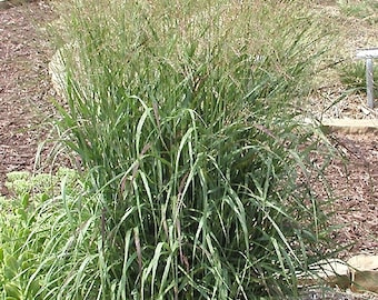 May include: A close-up of a clump of green grass with long, thin blades. The grass is growing in a garden setting with brown mulch on the ground.