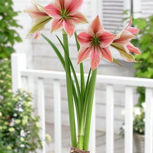 Exotic Star Bulb, Healthy bulb! Great for Forcing! Wonderful and unique gift! FREE SHIPPING!!
