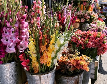 Easy to Grow Gladiolus Bulbs-- End of season Bulb Clearance! You choose amount!!