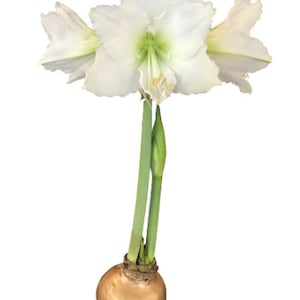 Gold Waxed Denver White Amaryllis Bulb Size 28/30