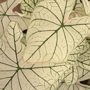 Candidum Caladium Bulbs- You Choose Amount!