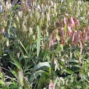 Northern Sea Oats Grass Chasmanthium Latifolium  in 4&quot; Pots