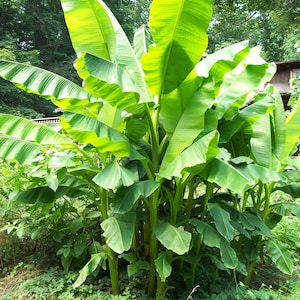 Musa Basjoo Banana, Hardy Banana 4 inch cups (one plant per cup), Do not order in Extreme Temperatures.Below 40 degrees, above 90 degrees