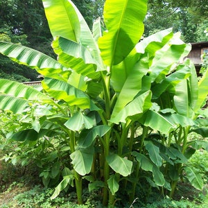 Musa Basjoo Banana Tree/ Hardy Banana Tree in 4 inch cups (one plant per cup)