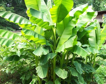 Musa Basjoo Banana Tree/ Hardy Banana Tree in 4 inch cups (one plant per cup)