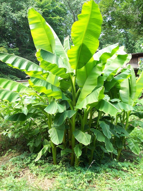 3 Musa Basjoo Banana Tree/ Hardy Banana Tree in 4 inch