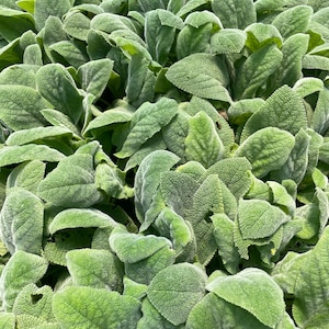 May include: Close-up of a dense collection of Lamb's Ear plants. The leaves are a soft, muted green with a velvety texture, creating a lush, textured appearance. The leaves are oval-shaped and densely packed, showcasing the plant's unique, fuzzy foliage.