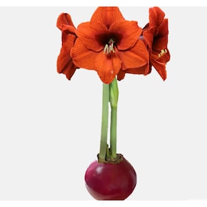 May include: A vibrant orange amaryllis flower with six large, open petals and a dark center, featuring prominent yellow-tipped stamens. The flower is supported by two long, smooth, light green stems emerging from a round, deep red bulb base.