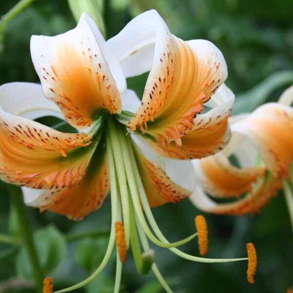 Pink Lady Bulbs Etsy