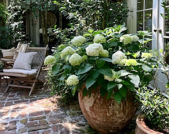 Reeves Spirea - Bridal Wreath Spirea - Summer White Flowers - Live