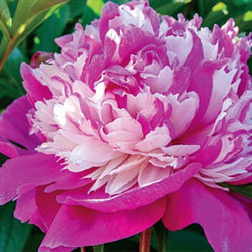 Peony "Celebrity" Paeonia lactiflora FREE SHIPPING