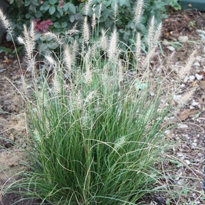 Hamlen Grass in 4 Inch Containers/ Dwarf Fountain Grass