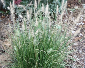 Hamlen Grass in 4 Inch Containers/ Dwarf Fountain Grass