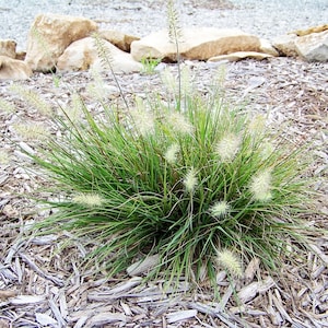 May include: A clump of green ornamental grass with feathery white seed heads growing in a bed of brown wood chips.
