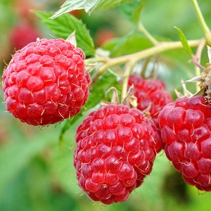 May include: Close-up of ripe red raspberries growing on a green bush. The raspberries are clustered together on the branch.