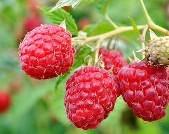 Caroline Red - Raspberry Plant - Everbearing - Ready for Spring Planting 4 inch pot stater plants