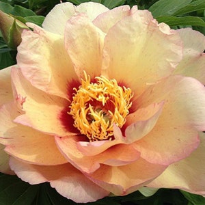 May include: Close-up of a peony flower with layers of soft, peach-colored petals edged in pink. The center features a cluster of yellow stamens and a deep red base. Green leaves provide a backdrop to the delicate bloom.