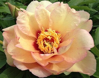 Callie's Memory Itoh Peony: Big Bareroot-- Great for Spring or Fall Planting!