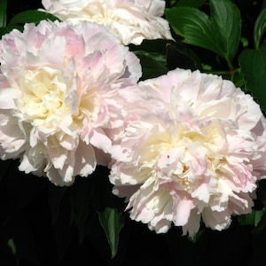 Shirley Temple Bareroot Peony, 2-3 Eye, Great for Fall or Spring Planting! Free Shipping!!