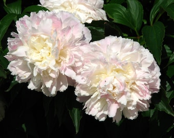 Shirley Temple Bareroot Peony, 2-3 Eye, Great for Fall or Spring Planting! Free Shipping!!