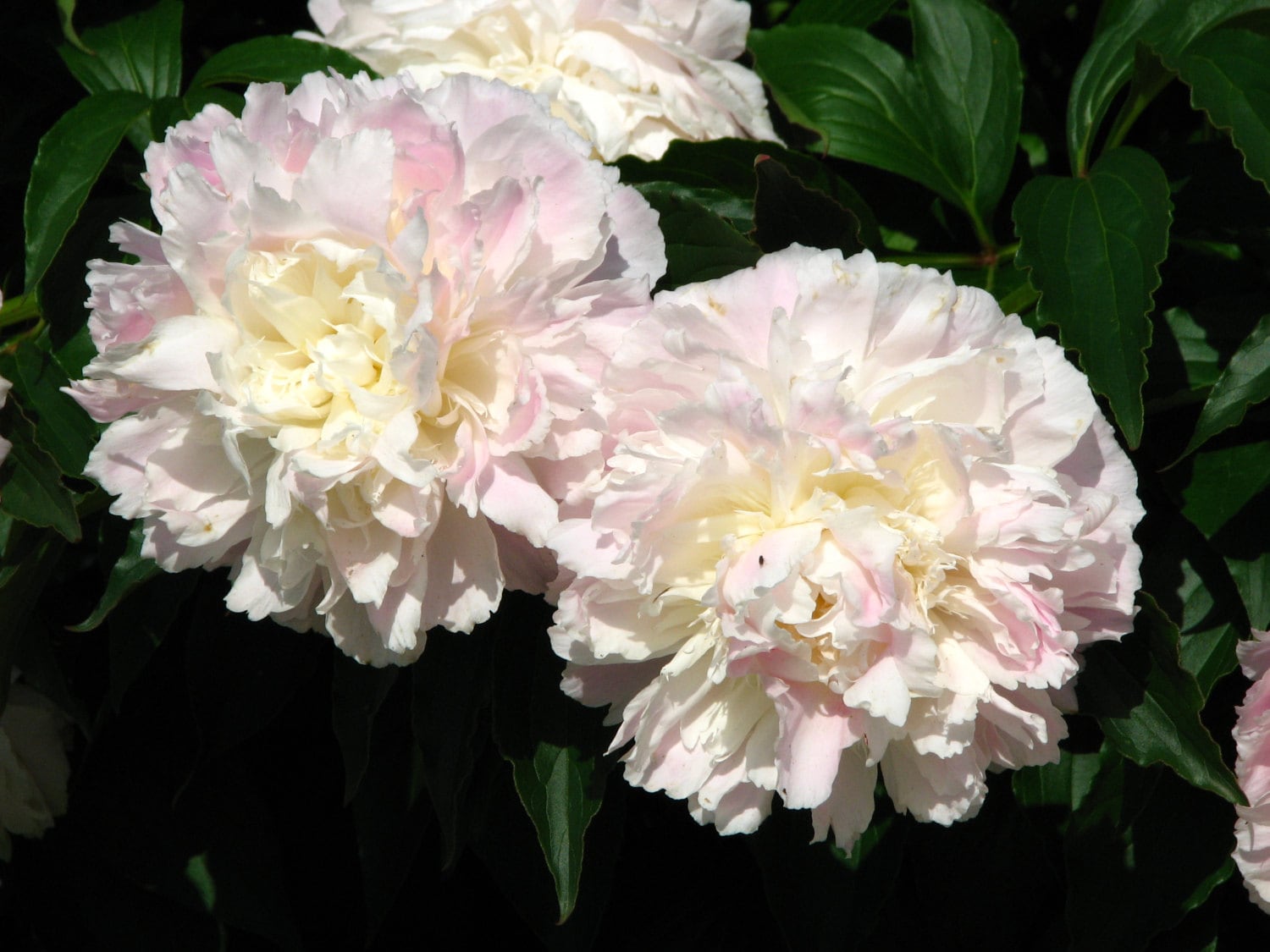 Shirley Temple Bareroot Peony 23 Eye Great for Fall or Etsy