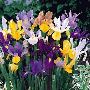 Dutch Iris Bulbs, Mixed---Perfect for Fall Planting!
