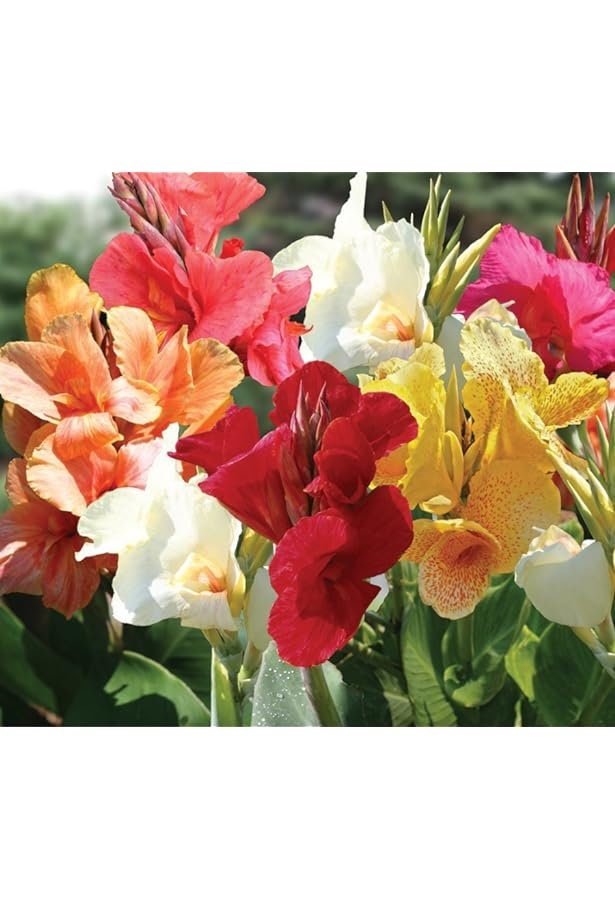 Dwarf Mix Canna---Bareroot! You choose amount! Free Shipping