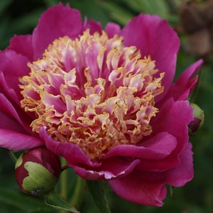 Garden Peony "Sword Dance" Paeonia lactiflora BAREROOT FREE SHIPPING