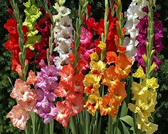 100 Easy to Grow Gladiolus Bulbs-- End of Season Bulb Clearance!