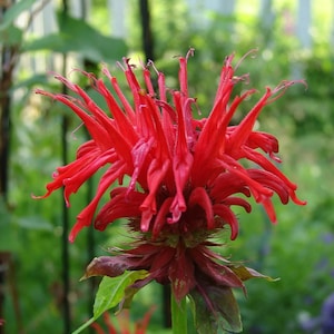 May include: A close-up of a red bergamot flower with a green stem and leaves. The flower has many thin petals that are pointed and spread out.