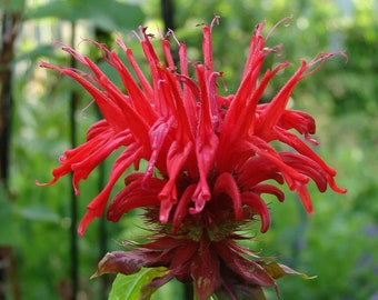 Bee Balm 'Jacob Cline' Monarda Plants in Separate 4 inch containers- Daylily Nursery…one plant per pot, you choose amount!
