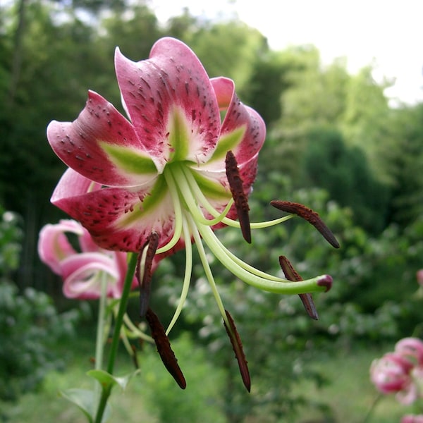 Black Beauty Lilium Bulbs/ Specialty Lily-- you choose amount!!