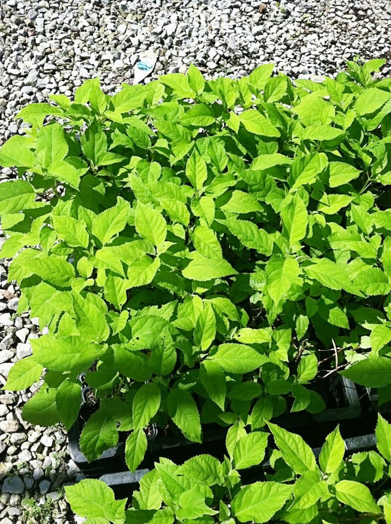 Hydrangea Arborescens Blue 2.25 Inch Starter Plant, this is an End of the Season price on these, get them at a Bargain image 2