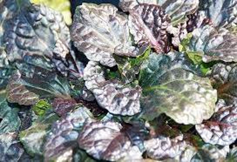 Black Scallop: Ajuga reptans 3.5 Inch PotsYou choose amount image 2