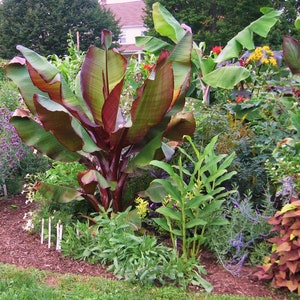 May include: A lush garden scene featuring a vibrant red banana plant with large, green and burgundy leaves. The plant is surrounded by various other plants and flowers, creating a colorful and textured landscape. The garden is well-maintained with a mix of foliage.