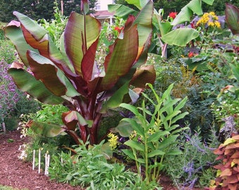 Ensete maurelii Red Abyssinian Banana Tree in 4 inch pot *COLD SENSITIVE* Cannot Ship Out of the USA