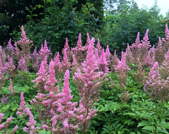 Planta de raíz desnuda Astilbe Amatista...¡tú eliges la cantidad!