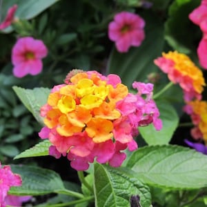 Confetti Lantana Camara Flowers-Natural Mosquito Repellant Garden -Attract Hummingbirds & Butterflies - in 3.5 inch Pots, you choose amount!