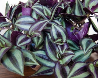 Purple Wandering Jew Plants in 4 Inch Pots--do not order in extreme temps, hot or cold. This is not cold hardy, at all