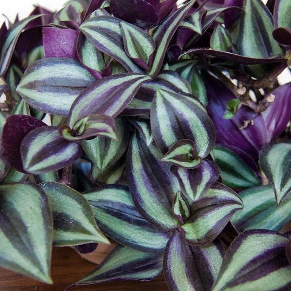 Purple Wandering Jew Plants in 4 Inch Pots--do not order in extreme temps, hot or cold. This is not cold hardy, at all