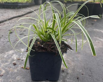約400mm 1620g超綺麗雪花オブシディアン六角柱B86Z2/182Z09A Carex Bronze Ornamental Grass Seeds (carex Flagellifera) 20+seeds