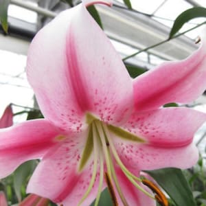 Anastasia Lily Oriental Trumpet Bulbs FREE SHIPPING