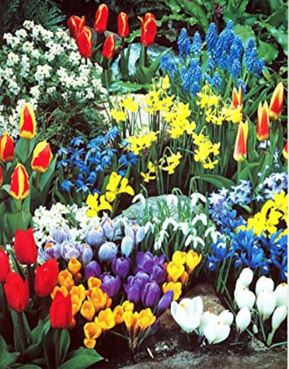 A Complete Spring Garden - 50 Bulbs for 50 Days of Continuous