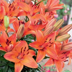 May include: A bouquet of orange lilies with green leaves in a terracotta pot. The lilies have dark red centers and are in full bloom.