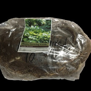 May include: A clear plastic bag filled with brown soil and roots. A white label with the text "Hosta Growing Guide" and "Daylily Nursery" is attached to the bag. The number "10" is written on the bag.