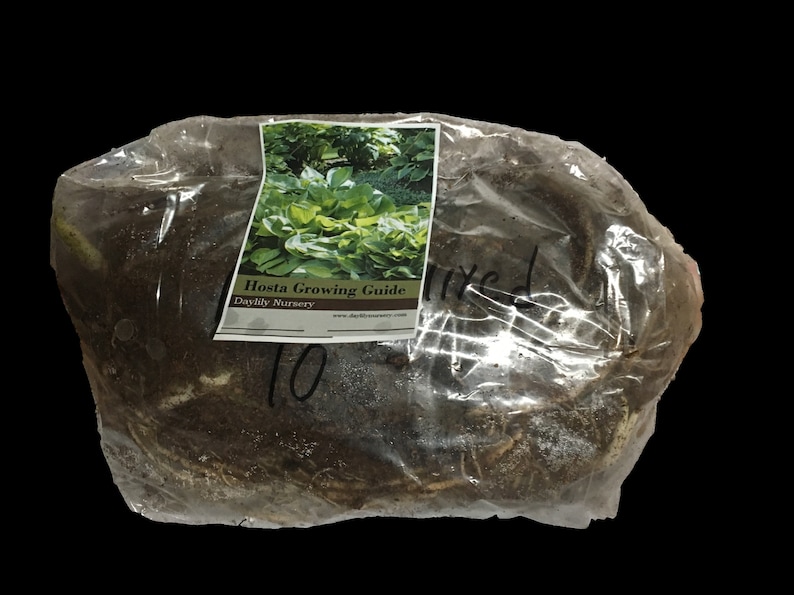 May include: A clear plastic bag filled with brown soil and roots. A white label with the text "Hosta Growing Guide" and "Daylily Nursery" is attached to the bag. The number "10" is written on the bag.