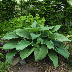 Hosta Big Blue Mixed Perennial Bare Roots, you chose amount Shade Loving Plants image 2