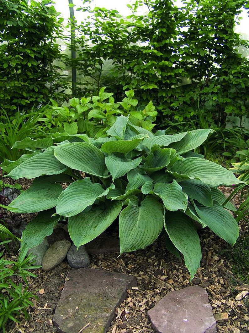 Hosta Big Blue Mixed Perennial Bare Roots, you chose amount Shade Loving Plants image 2