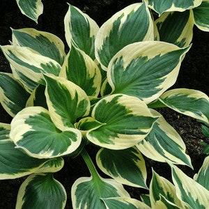 Patriot Hosta Bareroot Plants image 1